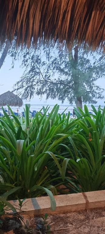 Pajera mente abierta