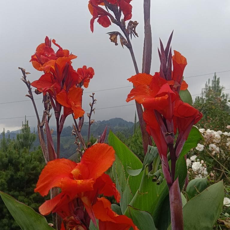 Se busca chica para masajes a mi esposa